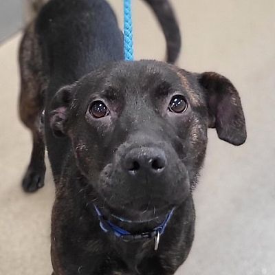 Chatham, VA - Labrador Retriever. Meet Flower a Pet for Adoption ...