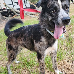 Photo of Bluey the Border Collie Aussie
