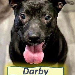 Thumbnail photo of Darby #1