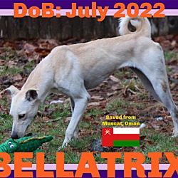 Thumbnail photo of BELLATRIX #2