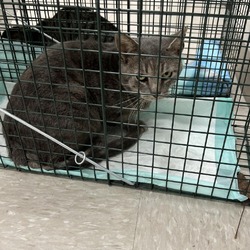 Photo of Andy - Barn/Working Cat