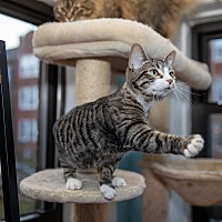 adopt a pet