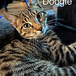 Thumbnail photo of Doogie #1