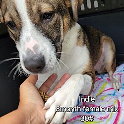 Thumbnail photo of Indie #4