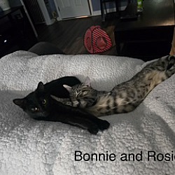 bonded pet photo
