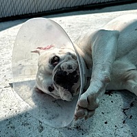 adopt a pet