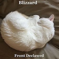 Thumbnail photo of Blizzard #2