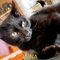Thumbnail photo of LUNA #4