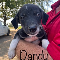 Photo of Dandy