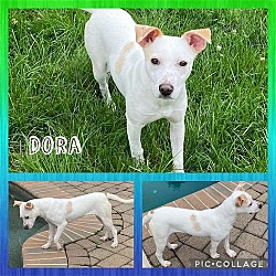Photo of Dora/Amber