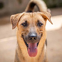 adopt a pet