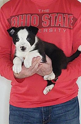 Pittsburgh, PA - Border Collie/Australian Shepherd. Meet Caesar a Pet ...