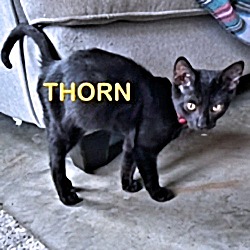 Thumbnail photo of Thorn #1