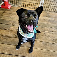 adopt-pet