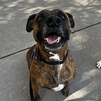 adopt a pet