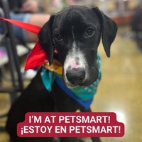 adopt a pet