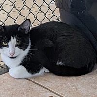 adopt-pet