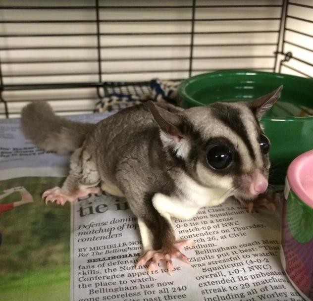 free sugar gliders for adoption