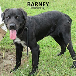 Photo of Barney