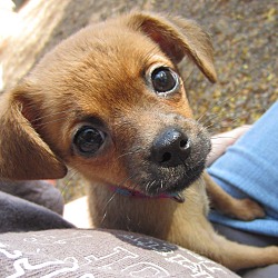 Independence, MO - Chihuahua. Meet Autumn a Pet for Adoption ...