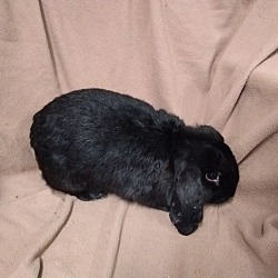 Thumbnail photo of Hoppy #3