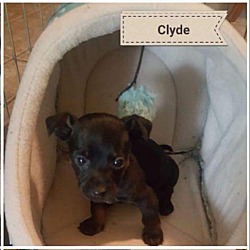 Thumbnail photo of CLYDE #1