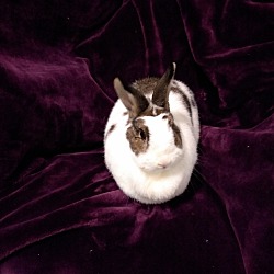 Thumbnail photo of Cadbury #4