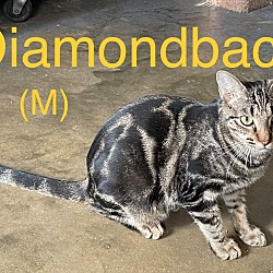 Photo of Diamondback 22