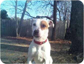 Pocasset Ma Jack Russell Terrier Meet Pickles A Pet For Adoption