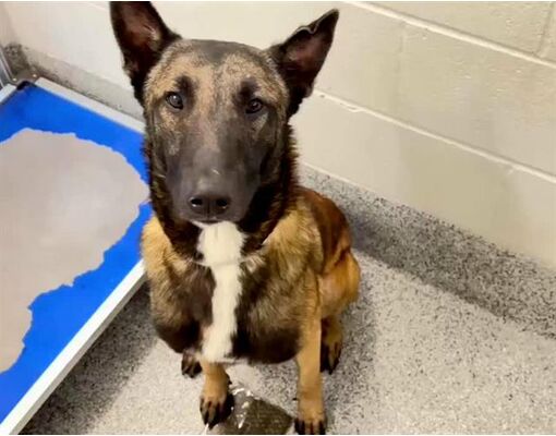 Houston, TX - Belgian Malinois. Meet THEO a Pet for Adoption ...