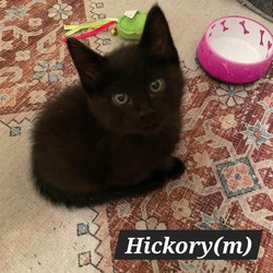 Thumbnail photo of Hickory #1