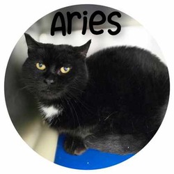 Photo of Aries