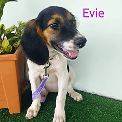 Thumbnail photo of Evie #1