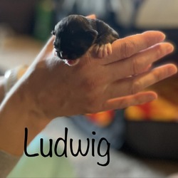 Thumbnail photo of Ludwig #2