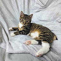 adopt a pet
