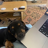 adopt a pet