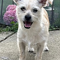 adopt-pet