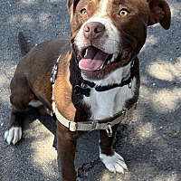 adopt a pet