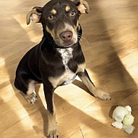 adopt a pet