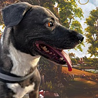 adopt a pet