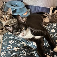 adopt a pet