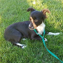 Thumbnail photo of ROSIE-ADOPTED!! #1