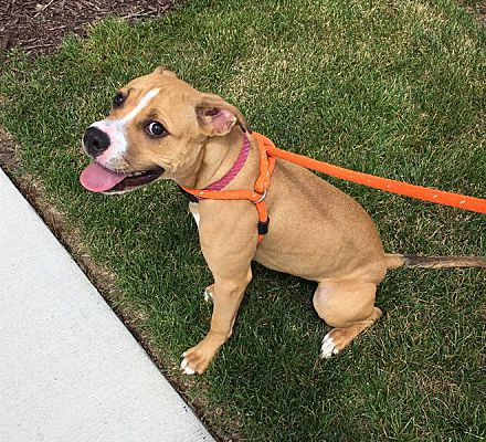 6 month store old american bulldog