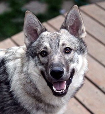 Norwegian elkhound hot sale mix