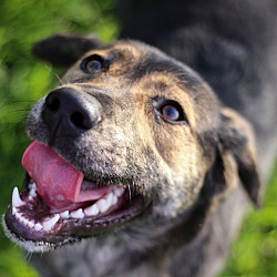 Shiba Inu Puppies For Sale In Kentucky Adoptapetcom