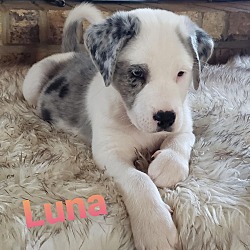 Photo of Luna