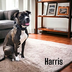 Photo of Harris