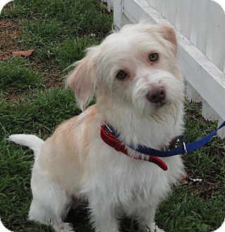 West highland terrier 2024 golden retriever mix