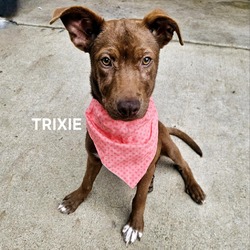 Thumbnail photo of Trixie #1