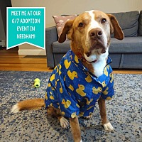 adopt a pet